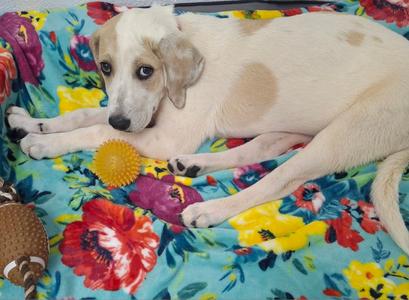 Angel, Great Pyrenees / Labrador Retriever, puppy, available for adoption