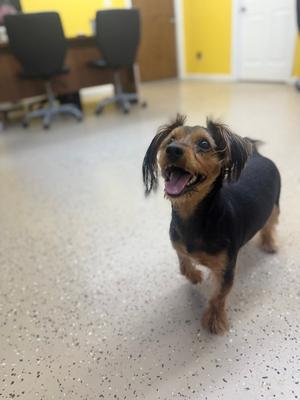 Jason, Yorkshire Terrier Yorkie, senior, available for adoption