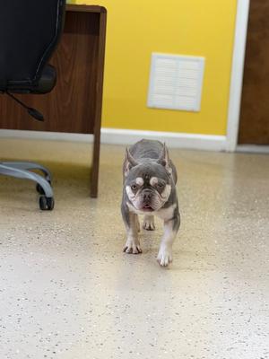 Retro, French Bulldog, young, available for adoption