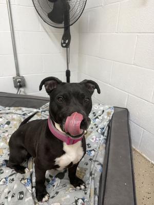 Stormy, Pit Bull Terrier, adult, available for adoption