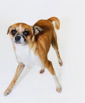A small brown and white dog standing on a white background.