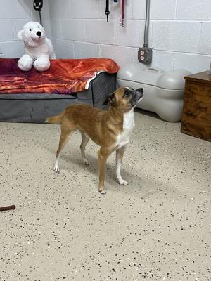 Pokey, Chihuahua, adult, available for adoption