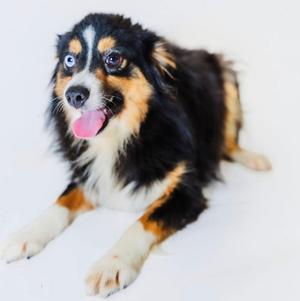 A black, brown, and white dog with blue eyes lying on a white surface