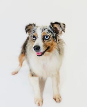 A blue merle Australian Shepherd dog with a white chest and face markings, standing on a white background.
