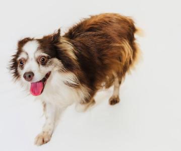 A brown and white dog with long fur and a pink tongue sticking out, standing on a white background.