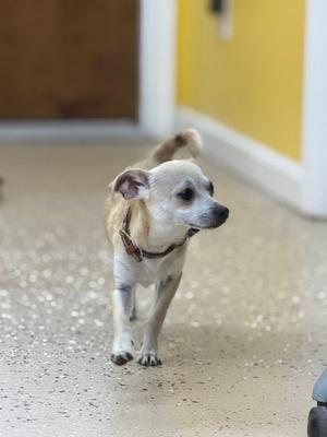 Little Buddy, Chihuahua, puppy, available for adoption