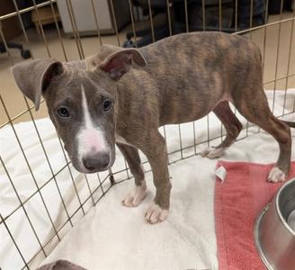 GABE, Pit Bull Terrier, puppy, available for adoption