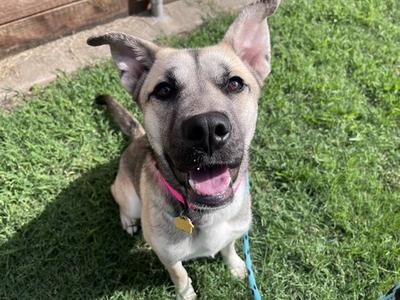 AUTUMN, German Shepherd Dog, adult, available for adoption