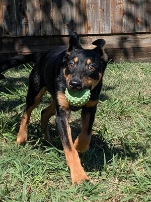 BRUNO, Doberman Pinscher, young, available for adoption