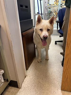 AKIRA, Akita, senior, available for adoption