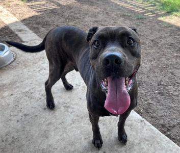 CHOCOLATE, Pit Bull Terrier, senior, available for adoption
