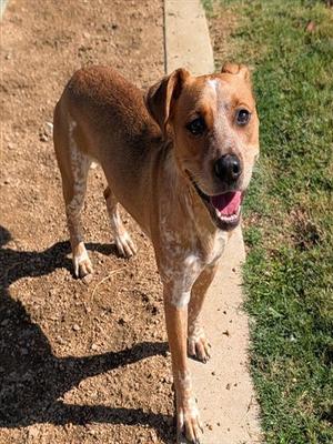 AMARETTO, Australian Cattle Dog/Blue Heeler, young, available for adoption