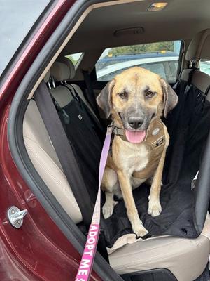FARAH, Anatolian Shepherd, adult, available for adoption
