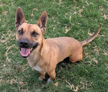 A brown dog with perked ears and a happy expression standing on grass.