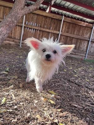A white dog with long fur and perked-up ears standing on a mulch-covered ground.