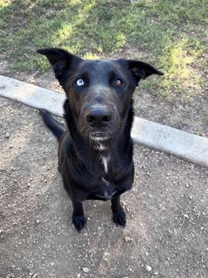 CASSIE, German Shepherd Dog, adult, available for adoption
