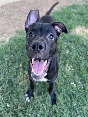A black dog with a white chest and paws, standing on grass and looking up with its mouth open and tongue out.