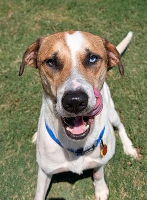 BOOMER, Catahoula Leopard Dog, adult, available for adoption