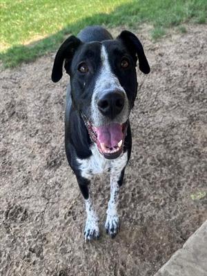 HONEY, Labrador Retriever / Pointer, adult, available for adoption