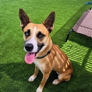 BUTTERCUP, Husky / German Shepherd Dog, adult, available for adoption
