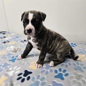 BOOTSIE, Husky / Pit Bull Terrier, puppy, available for adoption