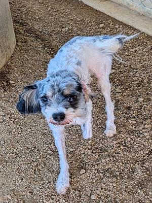 A small dog with a white and gray coat, standing on a gravel surface. The dog has a black and gray face, floppy ears, and is looking directly at the camera.