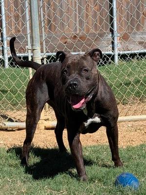 JACK, Pit Bull Terrier, adult, available for adoption