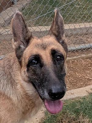 A German Shepherd dog with a black and tan coat, standing in front of a chain-link fence. The dog's ears are upright, and its tongue is slightly out, giving it a friendly appearance.