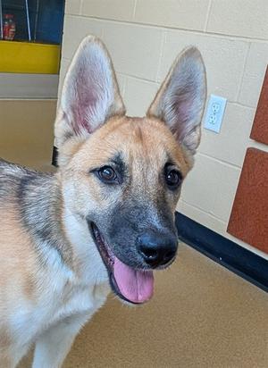 HARPER, German Shepherd Dog, young, available for adoption