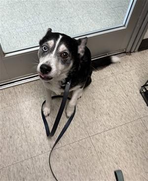 BELLA, Border Collie, senior, available for adoption