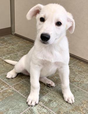 A white puppy sitting on a tiled floor
