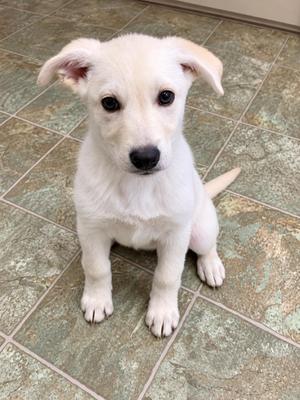 A white puppy sitting on a tiled floor.