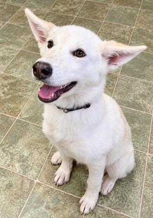 A white dog with perked ears and a black collar sitting on a tiled floor.