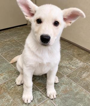 A white puppy with large ears and dark eyes sitting on a tiled floor.