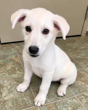 A white puppy sitting on a tiled floor, looking directly at the camera.
