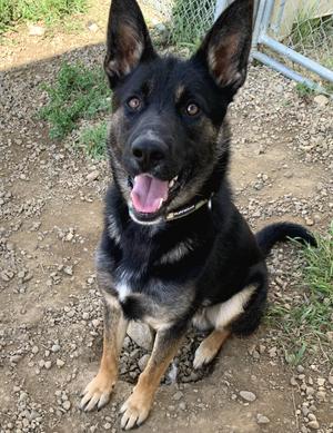 RUPERT, Shepherd, young, available for adoption