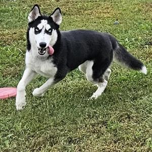 Cloud, Husky, young, available for adoption