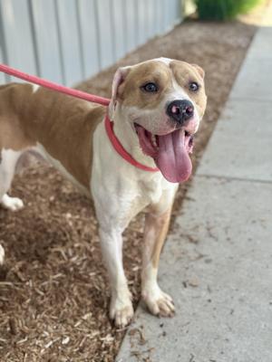 A brown and white dog with a red leash, standing on a sidewalk and looking at the camera with its tongue out.