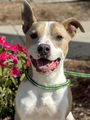 Tuba, Pit Bull Terrier / Airedale Terrier, young, available for adoption