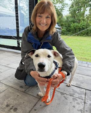 Moose, Pit Bull Terrier, adult, available for adoption