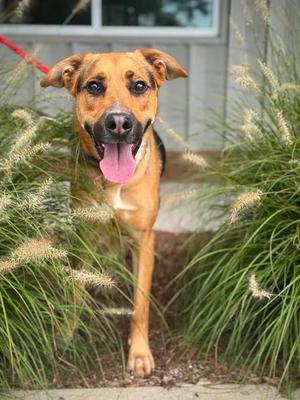 Doode, Shepherd / Mixed Breed, young, available for adoption