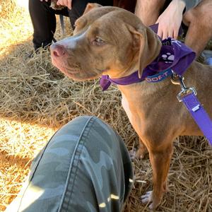 Mini, Pit Bull Terrier, young, available for adoption