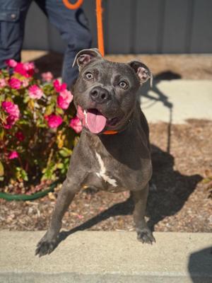 Puck, Pit Bull Terrier / Mixed Breed, young, available for adoption