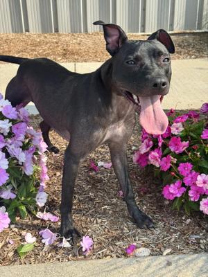 Satin, Italian Greyhound, young, available for adoption