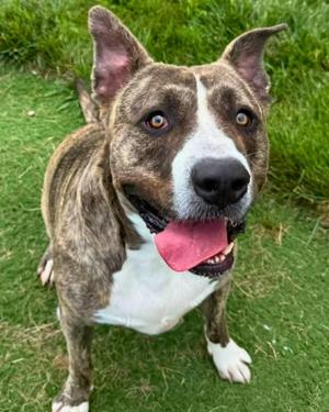 Yogi Bear, Pit Bull Terrier, adult, available for adoption