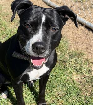 Cucumber, Pit Bull Terrier, adult, available for adoption