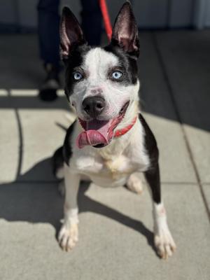Rabbit, Husky / Border Collie, young, available for adoption