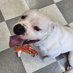 A white pit bull dog with its tongue hanging out, looking up and to the left, with a toy in front of its mouth.