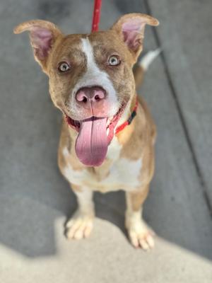 A brown and white dog with its tongue out, looking up at the camera.