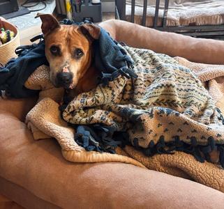 Chica, Pit Bull Terrier, adult, available for adoption